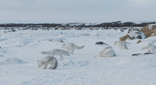 A harsh scene from the animal world: cannibalism among Arctic foxes amid a lack of food (8 photos + 2 videos)