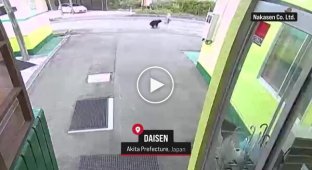 Нападение медведя на старушку попало на видео