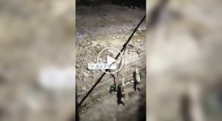 Собаки отвлекли внимание леопарда от другого пса, чем спасли жизнь соплеменнику