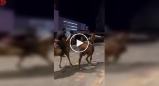 Лошадь сбежала после падения всадника и попала в ДТП