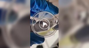 Не просто приправа: чили против паразитов