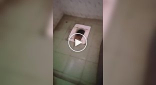 In India, college students found dozens of snakes in a toilet