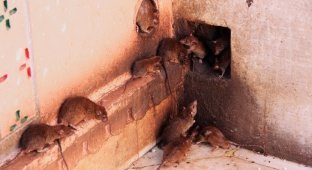 In Russia, a pensioner bred hundreds of rats at home thinking they were mongooses (2 photos + 2 videos)