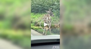 Олень не в лучшем состояние