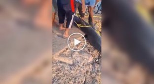 In Egypt, a shark that had been terrorizing tourists was caught.