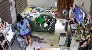 Кот внезапно напал на хозяйку