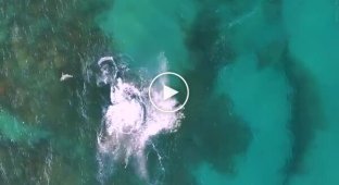 Incredible footage from a drone: a four-meter shark ate a smaller fellow