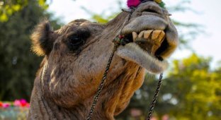 What can a camel's teeth do? (8 photos)