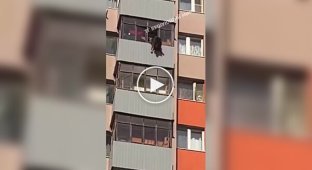 Собака выпала с балкона в Подмосковье