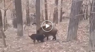 Мисливець взяв свого собаку на полювання і ось, що з цього вийшло.