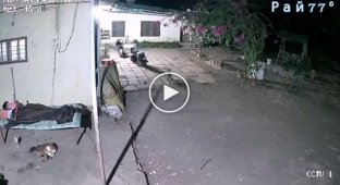 Леопард стащил пса из-под носа хозяина