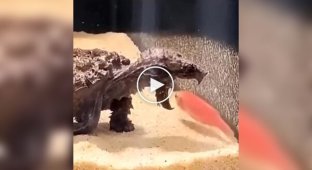 How a snapping turtle hunts with a decoy tongue