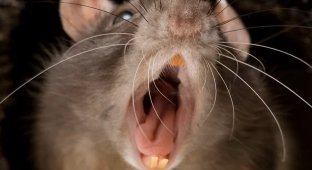 Rat Bites Bedridden Pensioner's Finger (4 photos)
