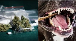 У Ванкувері зловили собак-наркоманів (3 фото)