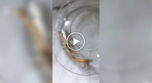 A Russian woman received a live scorpion in a parcel with plates from Uzbekistan