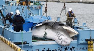 The national complexes of the Japanese doomed whales to death (6 photos)