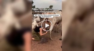 A traveler dared to wash her hair with cow urine
