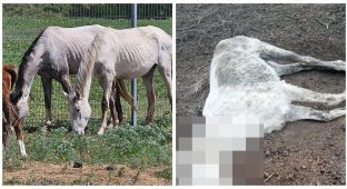 Fifty horses were starved to death at a stud farm in the Stavropol region (2 photos + 4 videos)