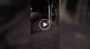 Бездомний собака переміг нападника на неї леопарда