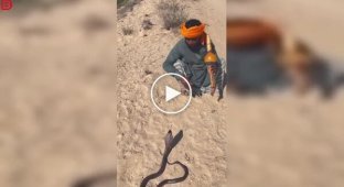 Заклинатель змей едва увернулся от атаки кобры во время выступления