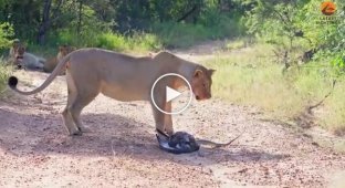 A venomous snake and two lionesses clashed over an eagle