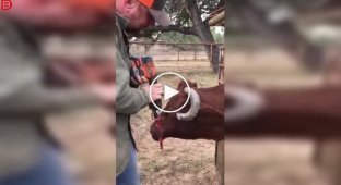 Farmer's nightmare: a cow's horn grew right into its head