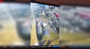 Корова вирішила дати відсіч працівниці ферми