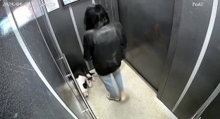 In Russia, a girl beat her dog in an elevator (2 photos + 1 video)