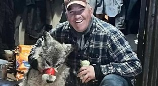 An American brought a wounded wolf to a bar (8 photos + 2 videos)