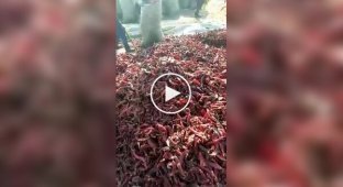 Заготівля сушеного перцю чилі