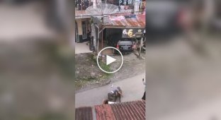 Boar attacked a man in Indonesia