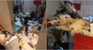 A trial was held in Nice of a couple who lived with 159 cats and 7 dogs in an apartment (2 photos + 1 video)