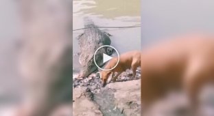 Crocodile and dog