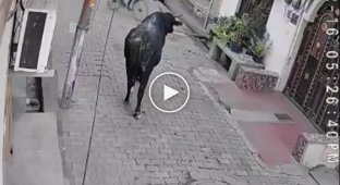 Santa attacked a bull and was punished