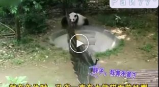 The panda deprived the peacock of part of its plumage