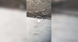 Крокодил з акуленком у пащі потрапив на відео