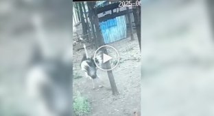 Страус напав на жінку
