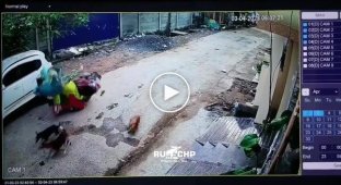 Street dogs provoked an accident in India