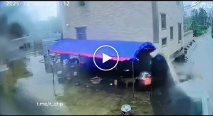 Сильный ветер едва не погубил собаку