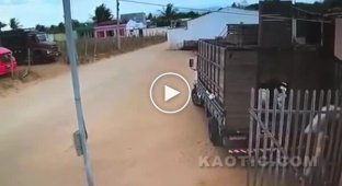 Грабіжники пошкодували, що зв'язалися з фермером