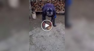 Вот так и попадает в задний проем