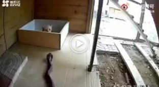 A cat saves her kittens from a cobra attack