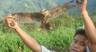 Mysterious bird suicides in an Indian village (6 photos)