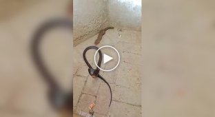 Mongoose vs. Cobra: Speed, Reflexes, and Immunity to Venom