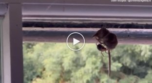 Woman films spider eating mouse