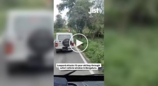 Леопард ранил мальчика в Индии