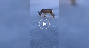 A deer froze and died