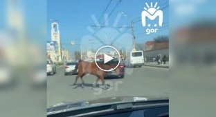 I feel sorry for the horse