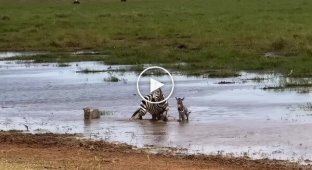 Зебра з дитинчатою відбилися від леопарду