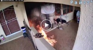 Пес чудом вижив, після атаки мікрокредитора, котрий кинув коктейль Молотова